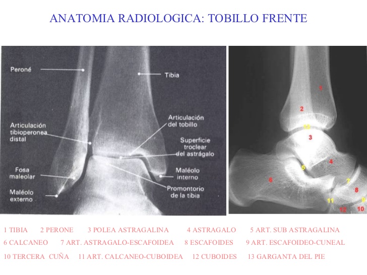 Descargar Gratis Manual De Radiologia Para Tecnicos Pdf